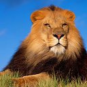 ���� ������, ����-���, 42 ���� - ��������� 3 �������� 2017