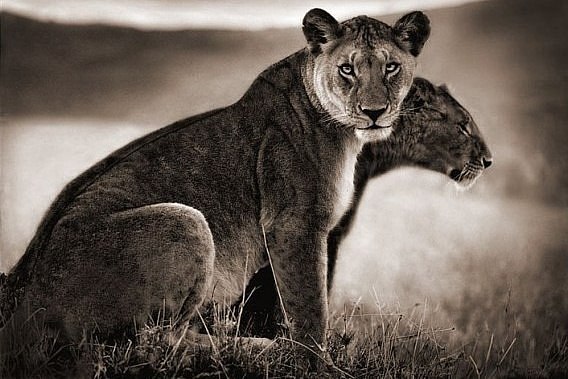 Nick Brandt.,      . - 4