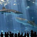 ���� �����, ������, 33 ���� - ��������� 25 ������ 2017 � ������ ������ ��������