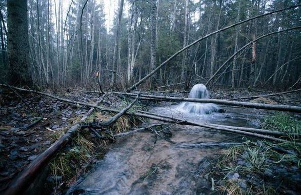 Чудеса вокруг Петербурга: Гатчинские гейзеры. Одной из самых удивительных, но почему-то ...