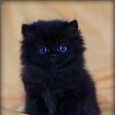 ���� �)�)�), ���� - ��������� 29 ������� 2017 � ������ ���� ����������