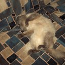 ���� �������, ������, 72 ���� - ��������� 7 ������ 2017 � ������ ���� ����������