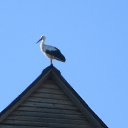 ���� �������, �����-���������, 71 ��� - ��������� 16 ������� 2017 � ������ ������ ��������