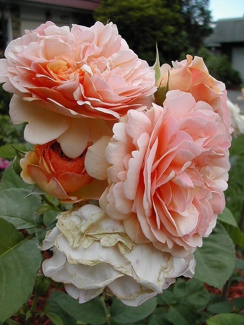    - 12  2017  17:16 - 5