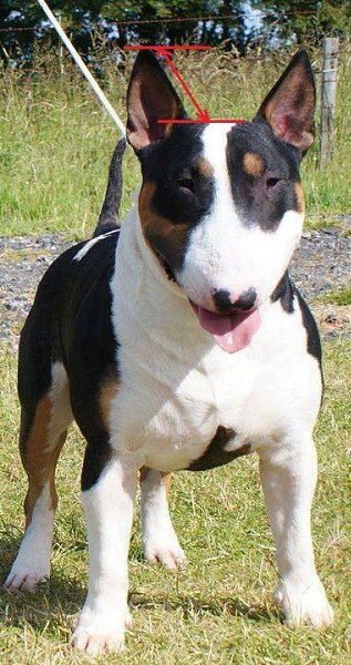 А давайте ка узнаем, у кого из наших булок самые длинные уши! А то некоторым мне кажется заняться ...