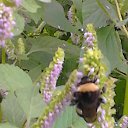 ���� �������, �����������, 62 ���� - ��������� 12 ��� 2017 � ������ ���� ����������