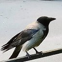  , -, 68  -  16  2017   ...  ,   )))))