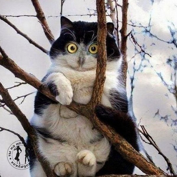 Хомяка не видела... колбасу не ела... и вообще... я сова)))