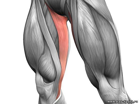 Как лечить растяжение мышц бедра?