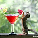 ���� ��������, ������ - ��������� 24 ���� 2017 � ������ ���� ����������