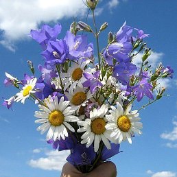 �����, �������, 46 ���