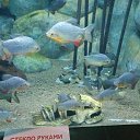  , , 43  -  4  2017     !!!