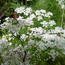 ���� �������, ����������� - ��������� 11 ���� 2017 � ������ ���� ����������