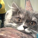 ���� �������, ��������, 62 ���� - ��������� 22 ���� 2017