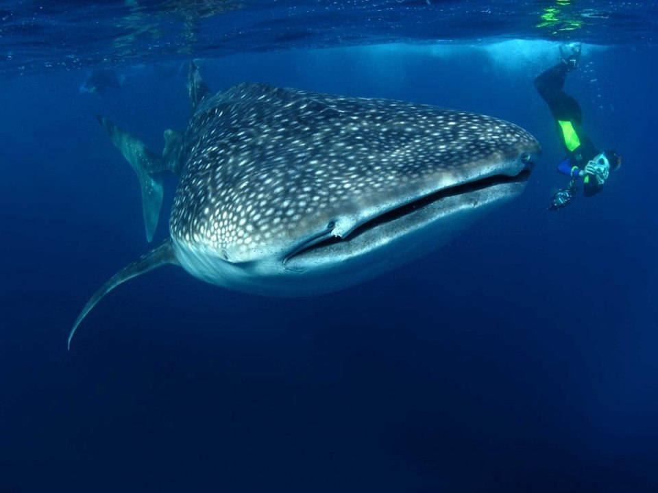 100 самых удивительных. Китовая акула. Китовая акула Rhincodon typus. Whale Shark (Rhincodon typus). Китовая акула и человек.