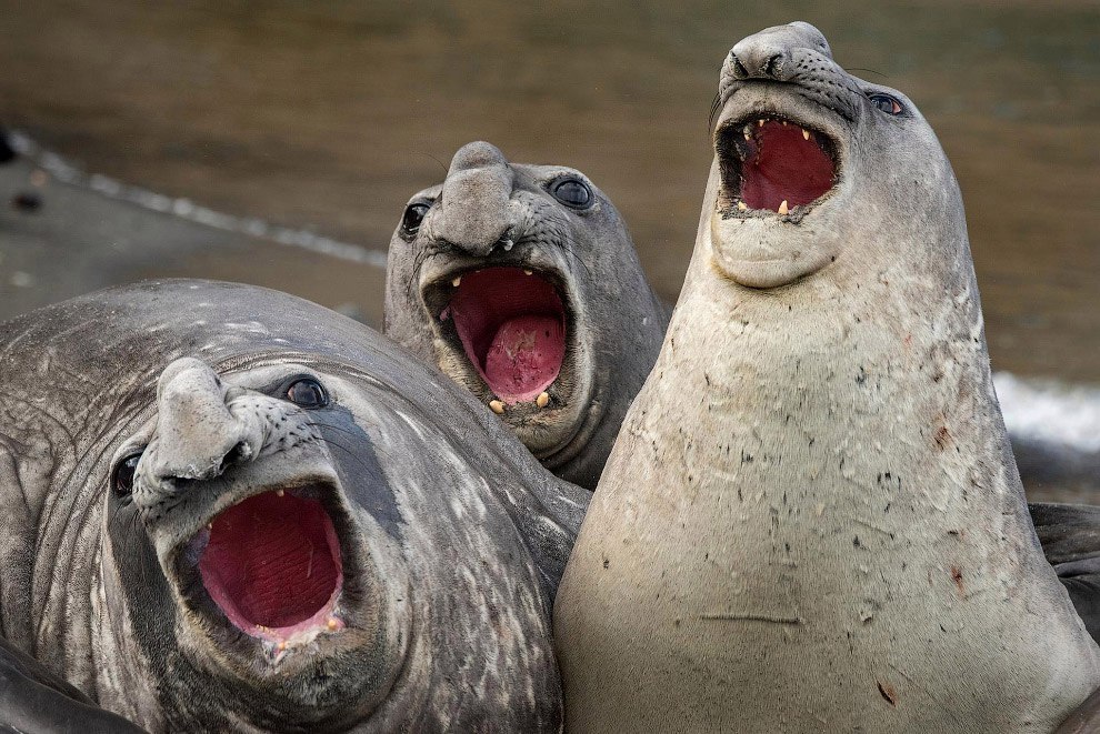   Comedy Wildlife Photography Awards https://fotostrana.ru/away?to=/sl/uHW3 Wildlife Photography Awards  ... - 4