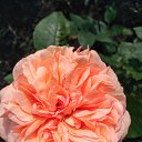 ���� �������, ������, 48 ��� - ��������� 3 ���� 2017 � ������ ���� ����������