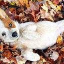 ���� �����, ����������� - ��������� 8 ������� 2017 � ������ ���� ����������