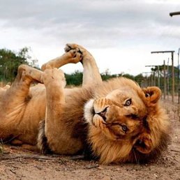 ������, ����