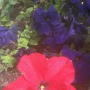 ���� ��������, ���������� �����, 36 ��� - ��������� 29 �������� 2017 � ������ ���� ����������