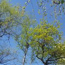 ���� ������, ������, 43 ���� - ��������� 9 ���� 2017 � ������ ���� ����������