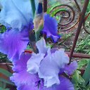 ���� ��������, ������� - ��������� 21 ��� 2017 � ������ ������..�