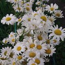 ���� ��������, ������, 47 ��� - ��������� 15 ���� 2017 � ������ ���� ����������