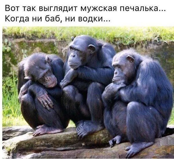 Отдам в хорошие руки бывшего мужа! Любит уход, заботу, поплакаться, вкусно покушать и поспать... ... - 2