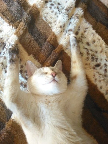 #Безкота_добро.Моя кошка - Греся (Грейс) 1,5 года. Взята из коробочки в магазине, в сентябре 2015 г. ... - 2