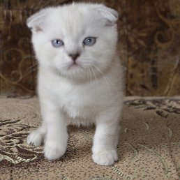 ���� ������, ��������, 53 ���� - ��������� 28 ��� 2017