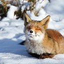 ���� ���� �������, ������, 70 ��� - ��������� 17 ������ 2017 � ������ ���� ����������