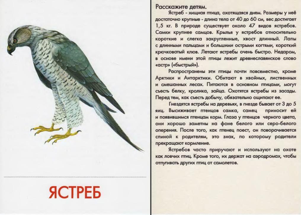 Родня ястребу 4 буквы. Ястреб описание. Ястреб кратко. Сообщение о ястребе. Ястреб краткое описание.