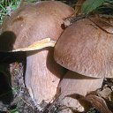 ���� Viktor, ������, 61 ��� - ��������� 17 ������ 2017 � ������ ���� ����������