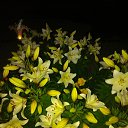 ���� ����, �������, 40 ��� - ��������� 17 ���� 2017 � ������ ���� ����������