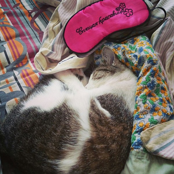 #Безкота_добро.Наша любимая кошка