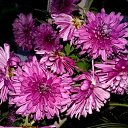 ���� ��������, ����������, 42 ���� - ��������� 5 ������� 2017 � ������ ������ ��������