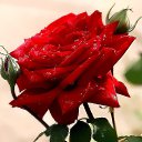 ���� ������, ������, 50 ��� - ��������� 5 ���� 2017 � ������ ���� ����������