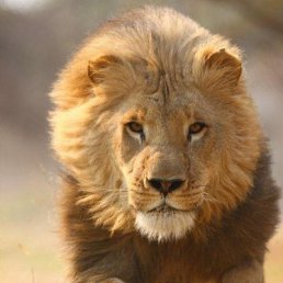 ���� Lion, ������, 50 ��� - ��������� 25 ������ 2017