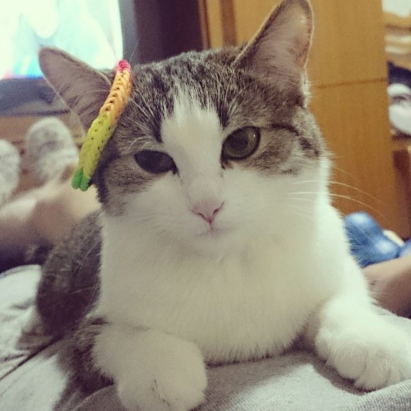 #Безкота_добро.Наша любимая кошка