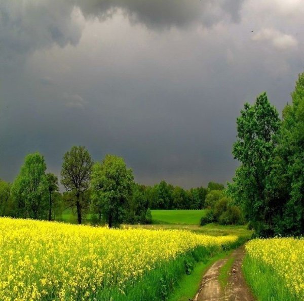 Перед грозой... Природой нарисовано! Никто не сравнится!!!