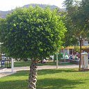 "������" ������. �� ������� �������