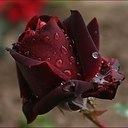 ���� 165656, �������, 38 ��� - ��������� 17 ������� 2017 � ������ ���