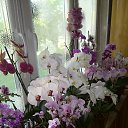 ���� ���-�), �����, 50 ��� - ��������� 4 ���� 2017 � ������ ��Ψ ��������� ���������-��� �������)�