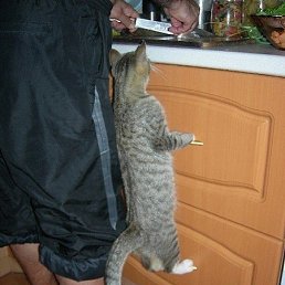 Dmitry, , 44 