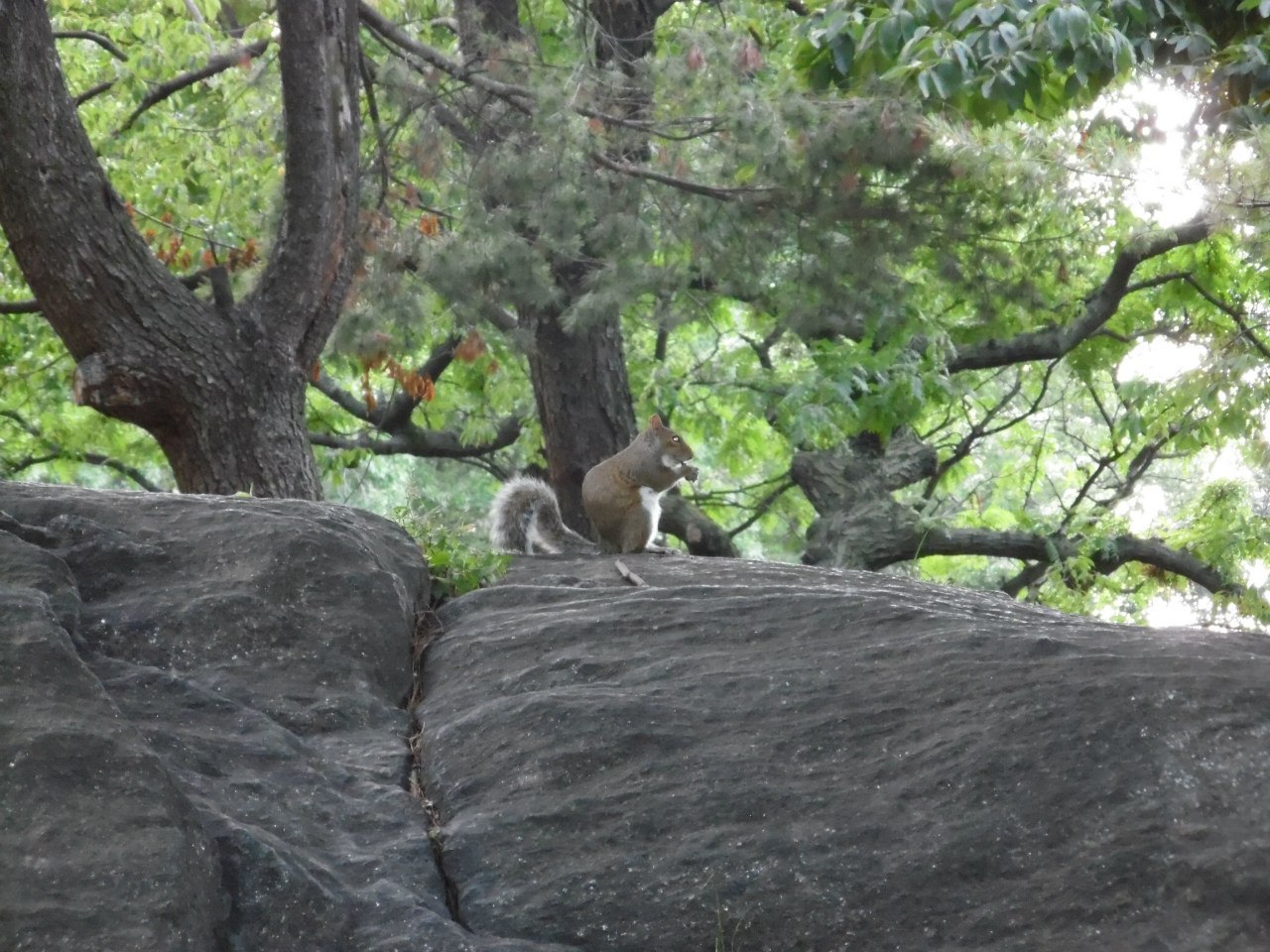 USA, New York, Manhattan, Central Park....