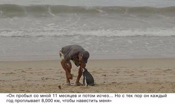 Пингвин проплывает 8,000 км каждый год, чтобы увидеть человека, который спас ему жизнь. - 4