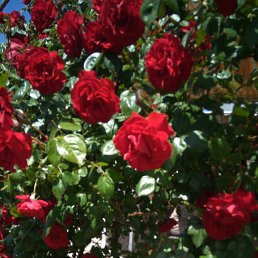 ������, ����-���, 59 ���