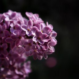 �����, ������