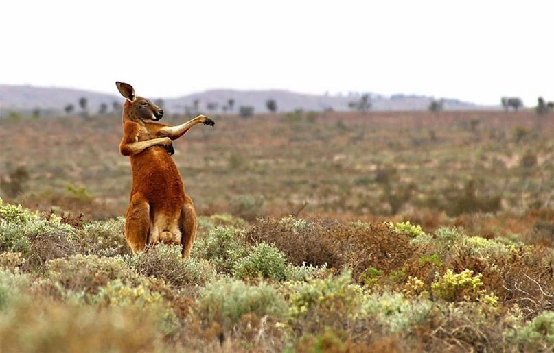      Comedy Wildlife Photography Award 2017 - 2