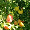  ,  , 60  -  18  2017   